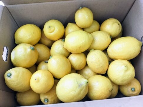 食べチョク　レモン